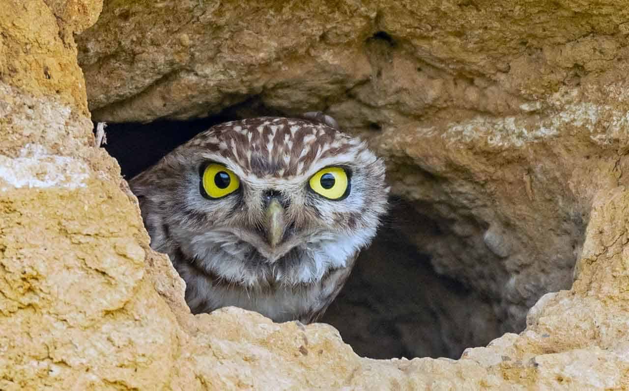 Coruja-buraqueira: características, habitat, alimentação e reprodução 7 Coruja-buraqueira