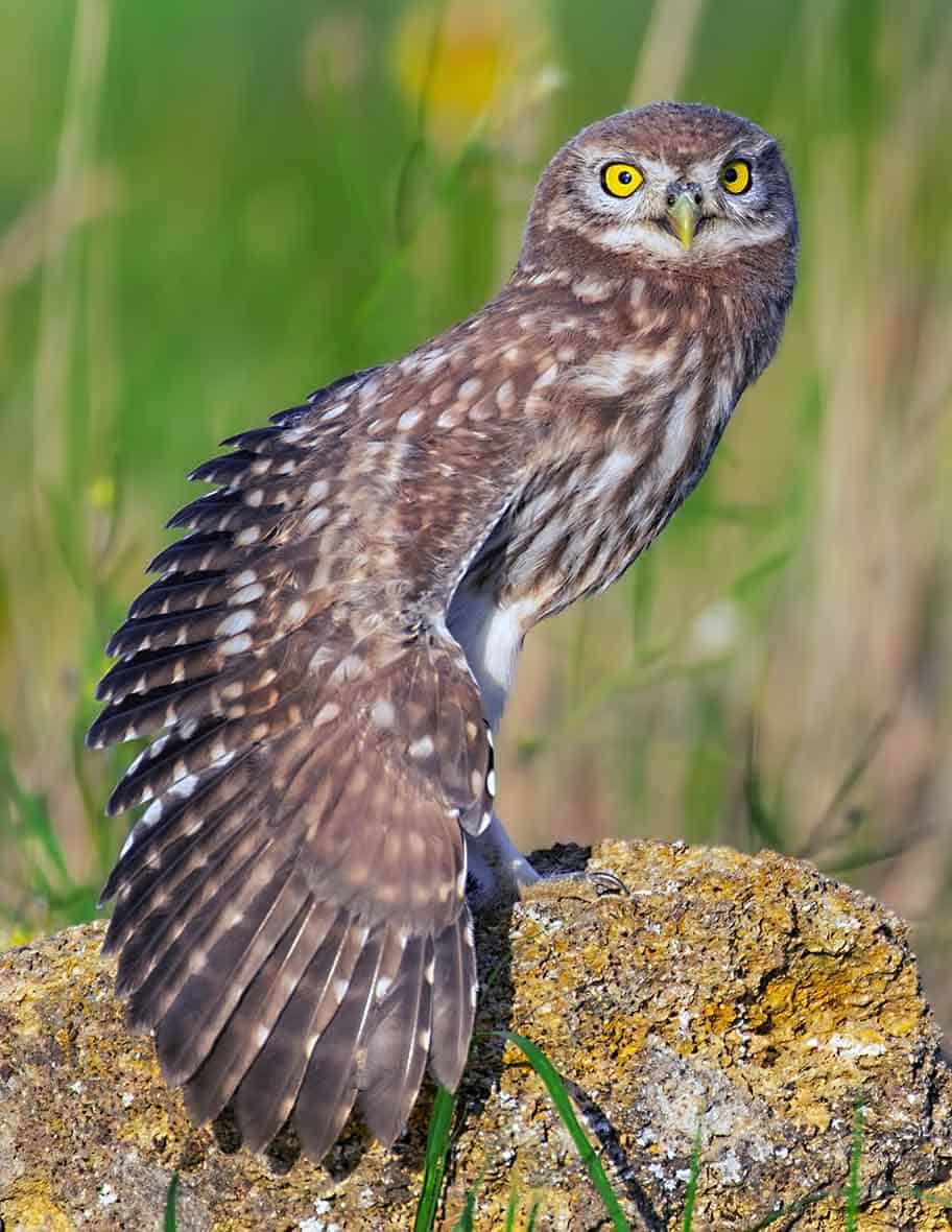 Coruja-buraqueira: características, habitat, alimentação e reprodução 9 Coruja Buraqueira abrindo as assas