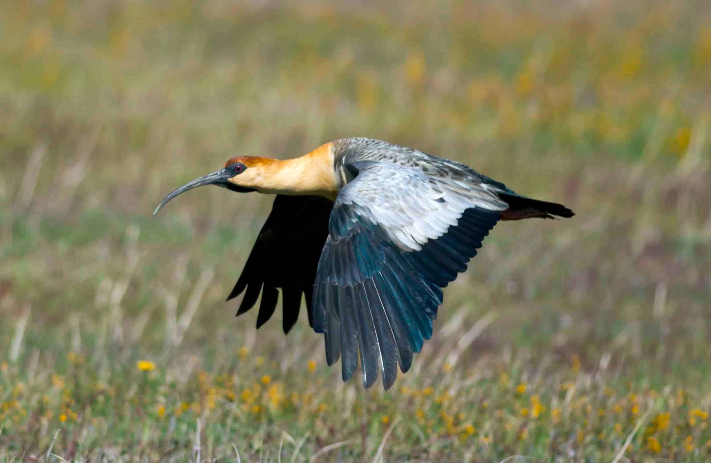 Curicaca: características, alimentação, reprodução e as curiosidades 7 curicaca voando