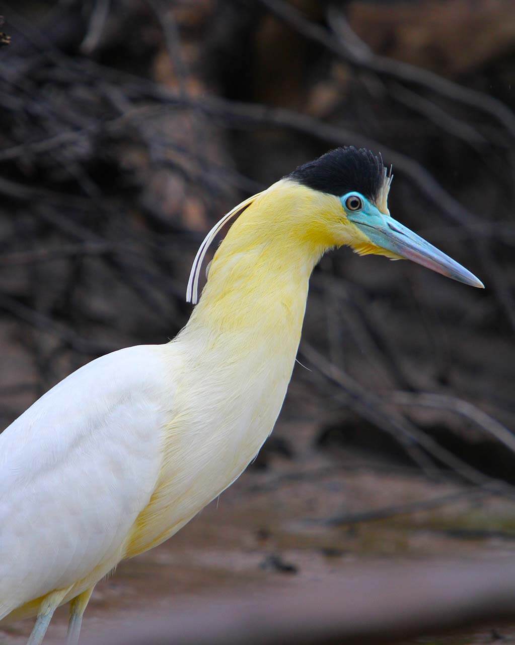 Garça-real: características, reprodução, alimentação e curiosidades 8 Garça Real caçando