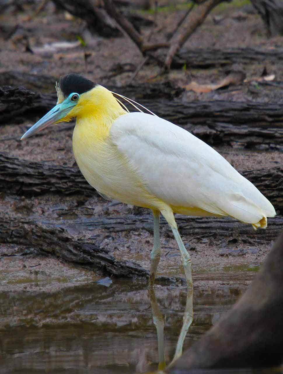 Garça-real: características, reprodução, alimentação e curiosidades 7 Garça-real a procura de alimento
