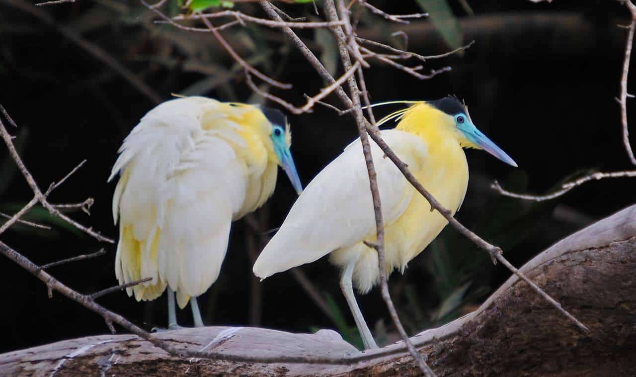 Garça-real: características, reprodução, alimentação e curiosidades 6 casal de Garça Real