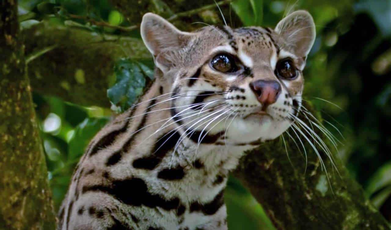 gato do mato leopardus tigrinus