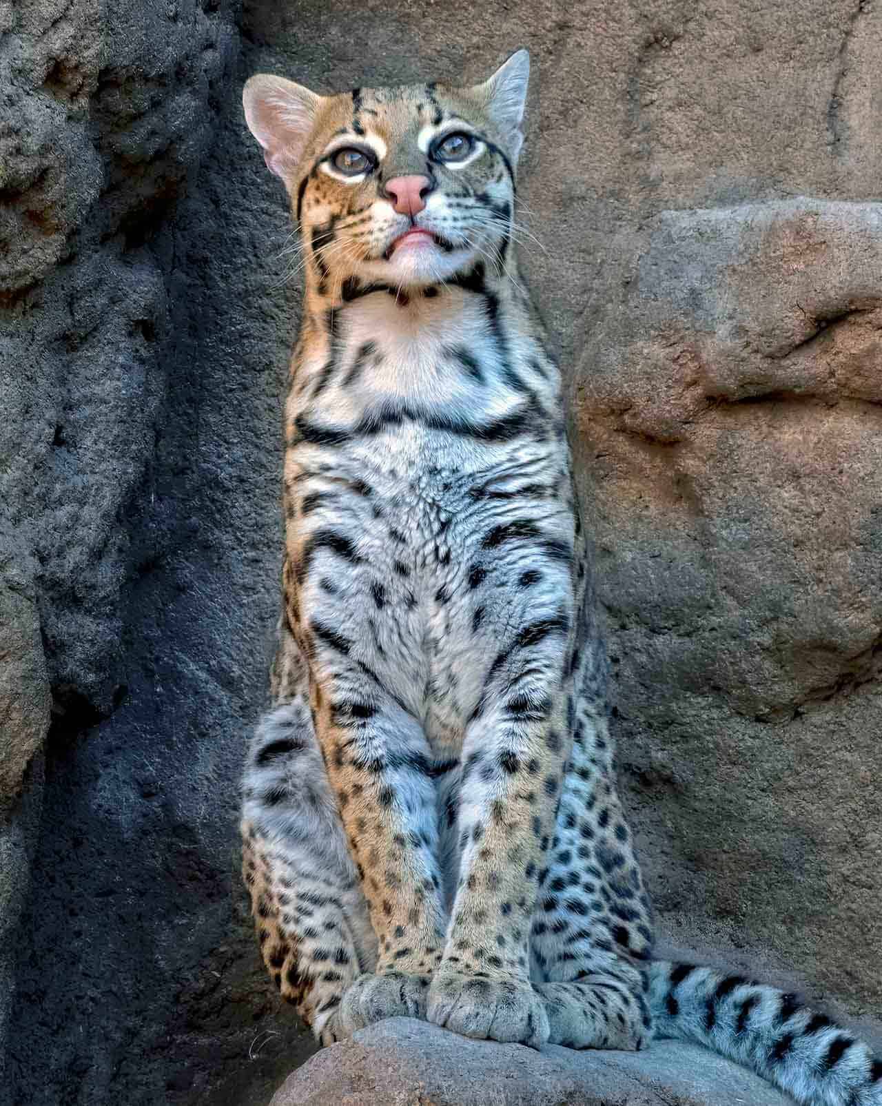 jaguatirica leopardus pardalis