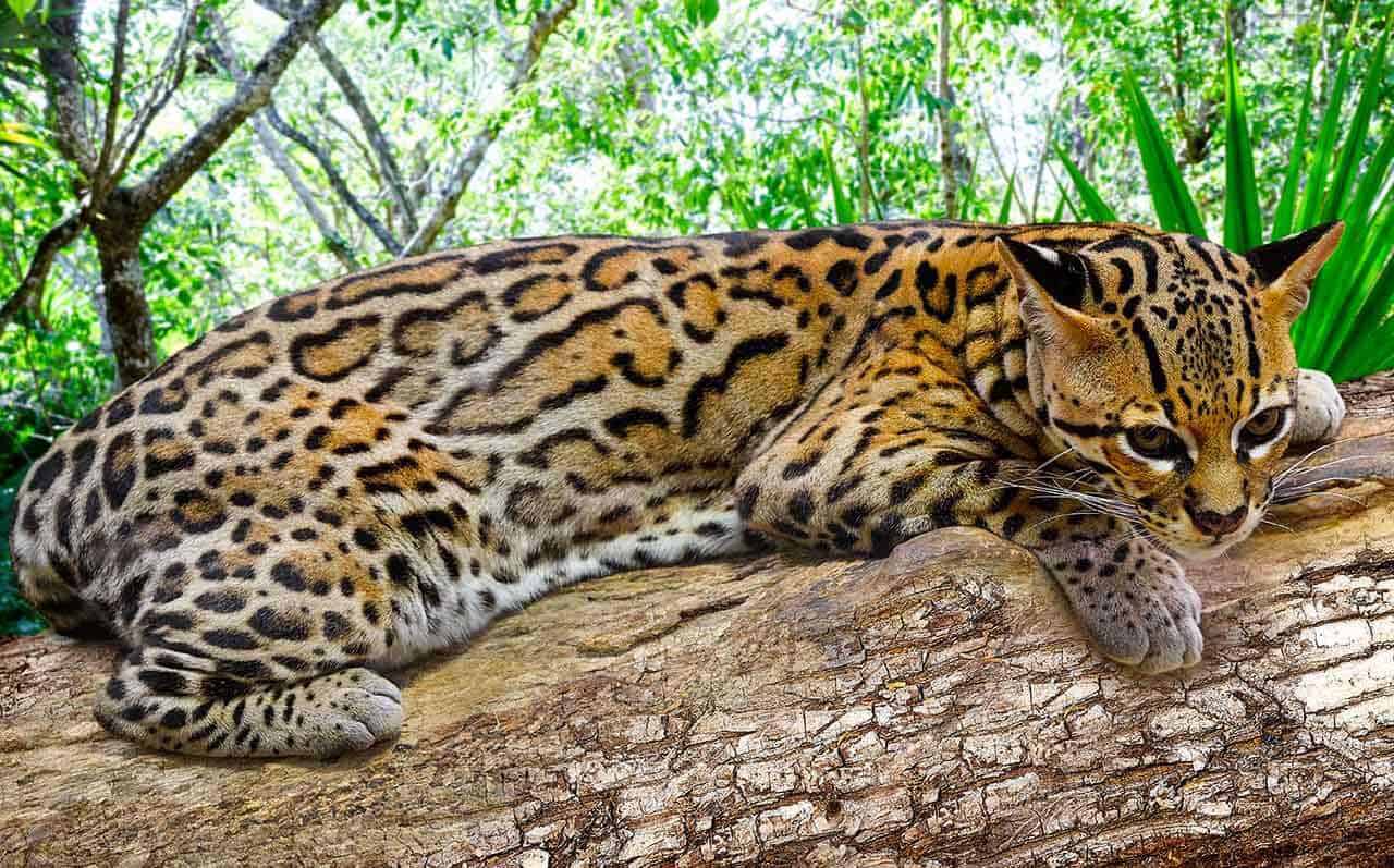 jaguatirica Leopardus pardalis
