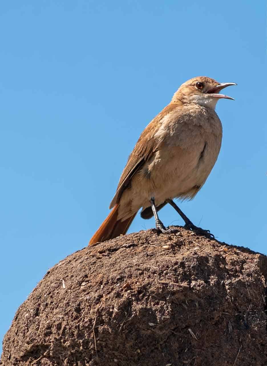 João-de-barro: características, curiosidades, alimentação e reprodução 5 ninho do joão de barro