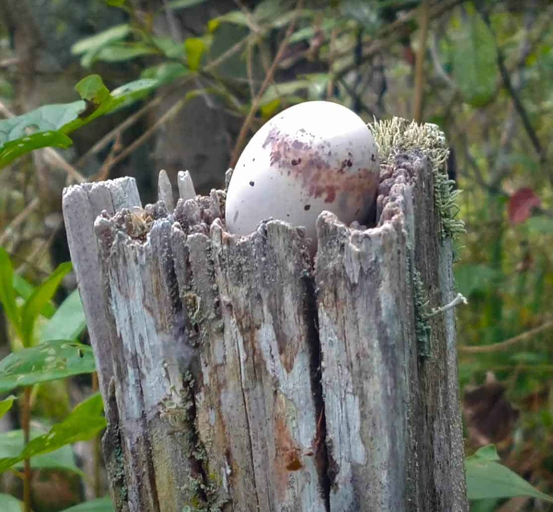 Urutau ou Mãe-da-lua: conhecida como ave fantasma seu canto assustador 5 ovo de urutau