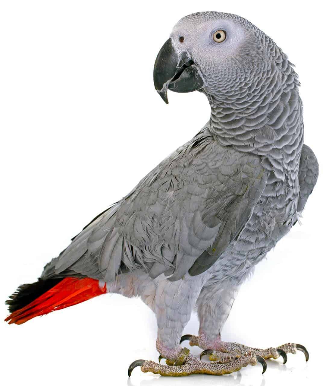 papagaio-cinzento