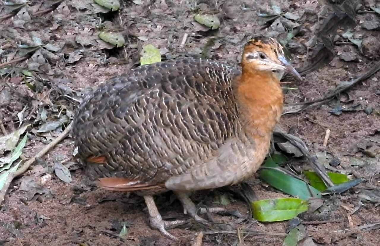 perdiz Rhynchotus rufescens