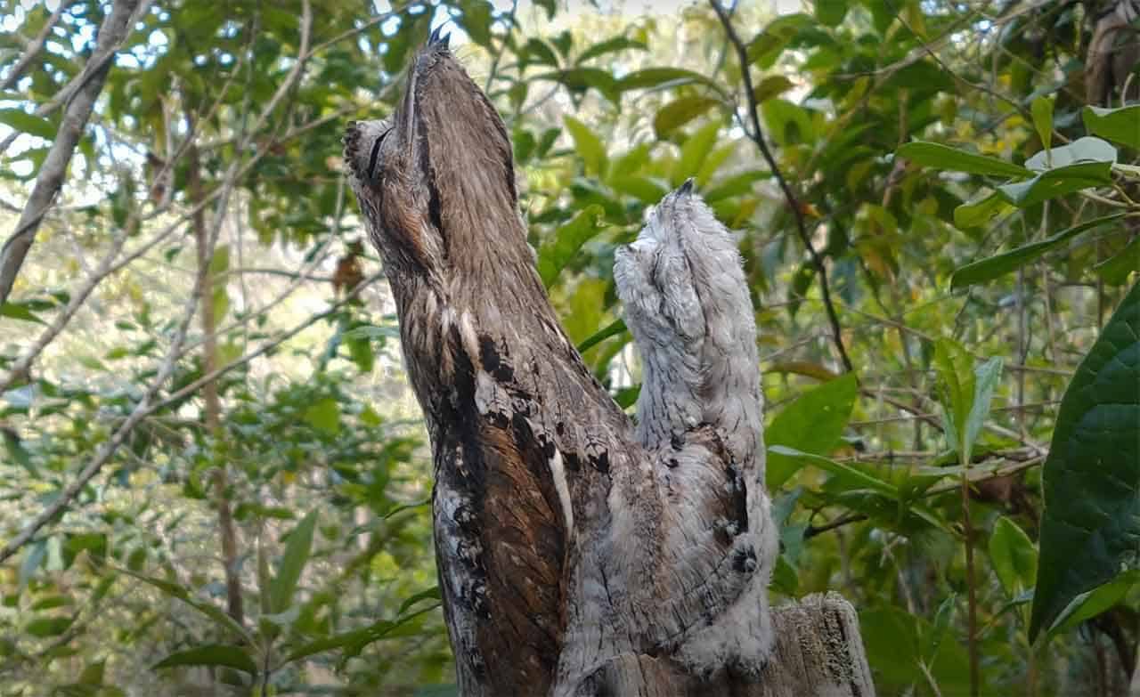 Urutau - Mãe-da-lua urutau mãe da lua