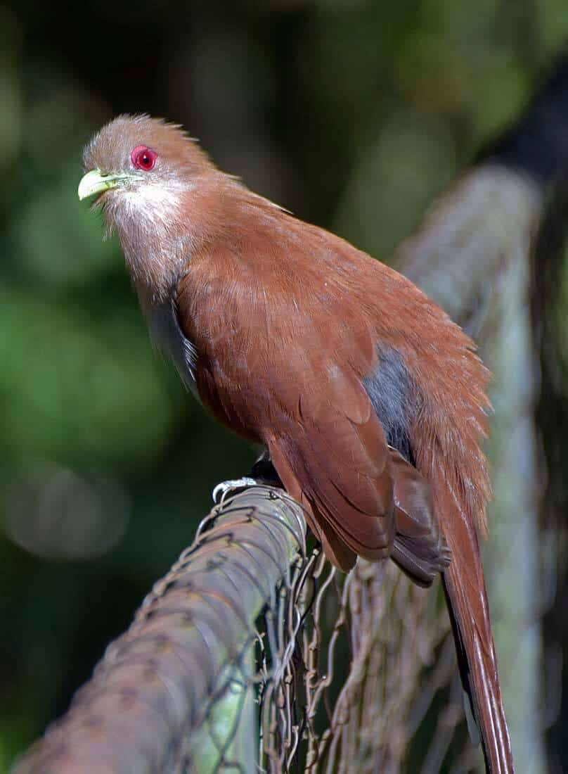 Alma-de-gato: características, alimentação, reprodução e seu habitat 6 alma-de-gato