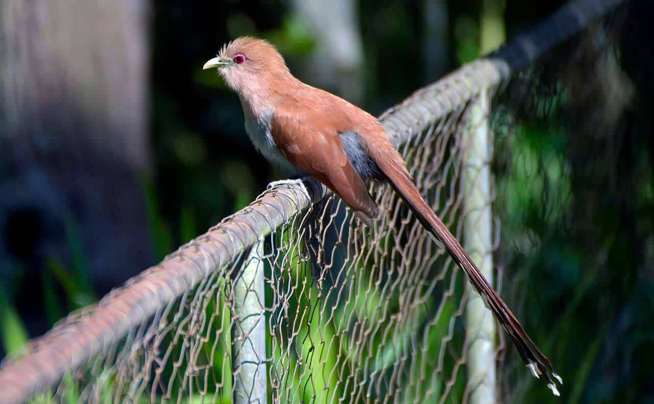 Alma-de-gato: características, alimentação, reprodução e seu habitat 5 Alma de Gato