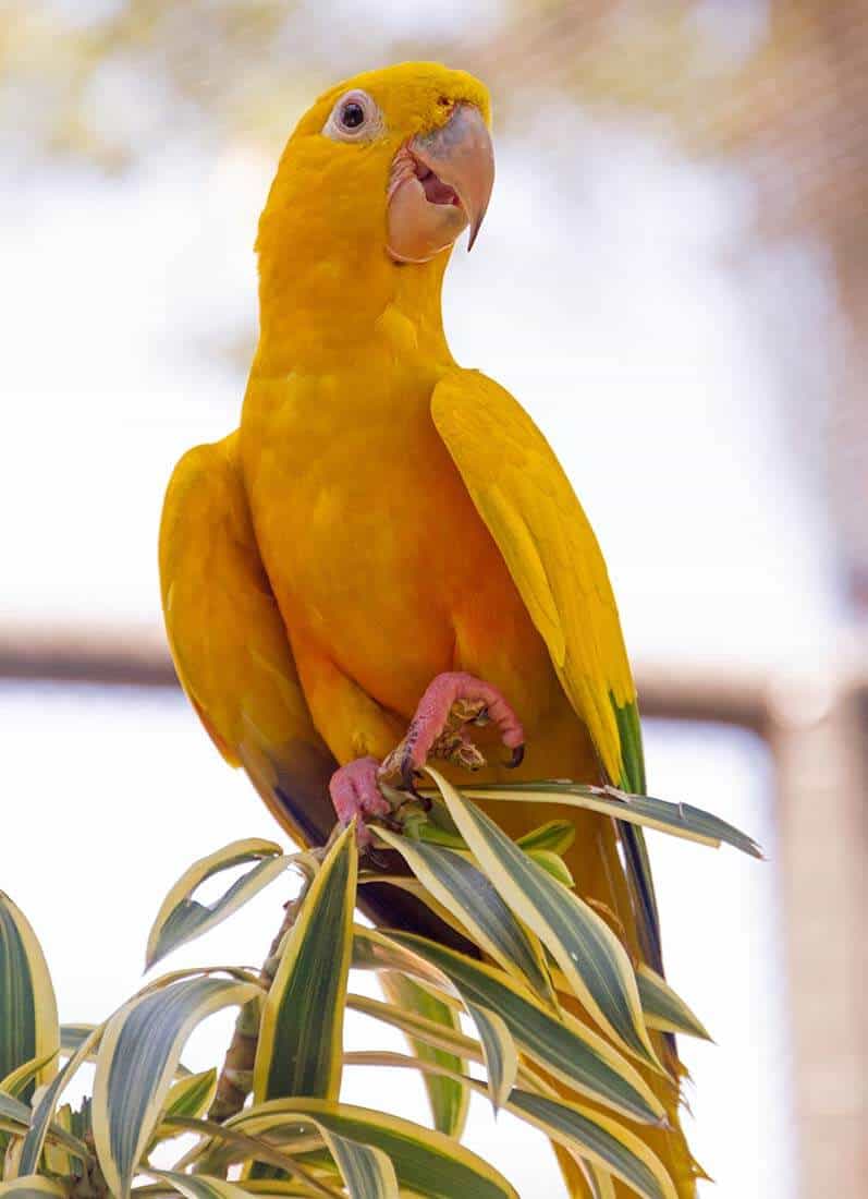 Ararajuba: características, alimentação, reprodução e as curiosidades 8 ararajuba Guaruba guarouba