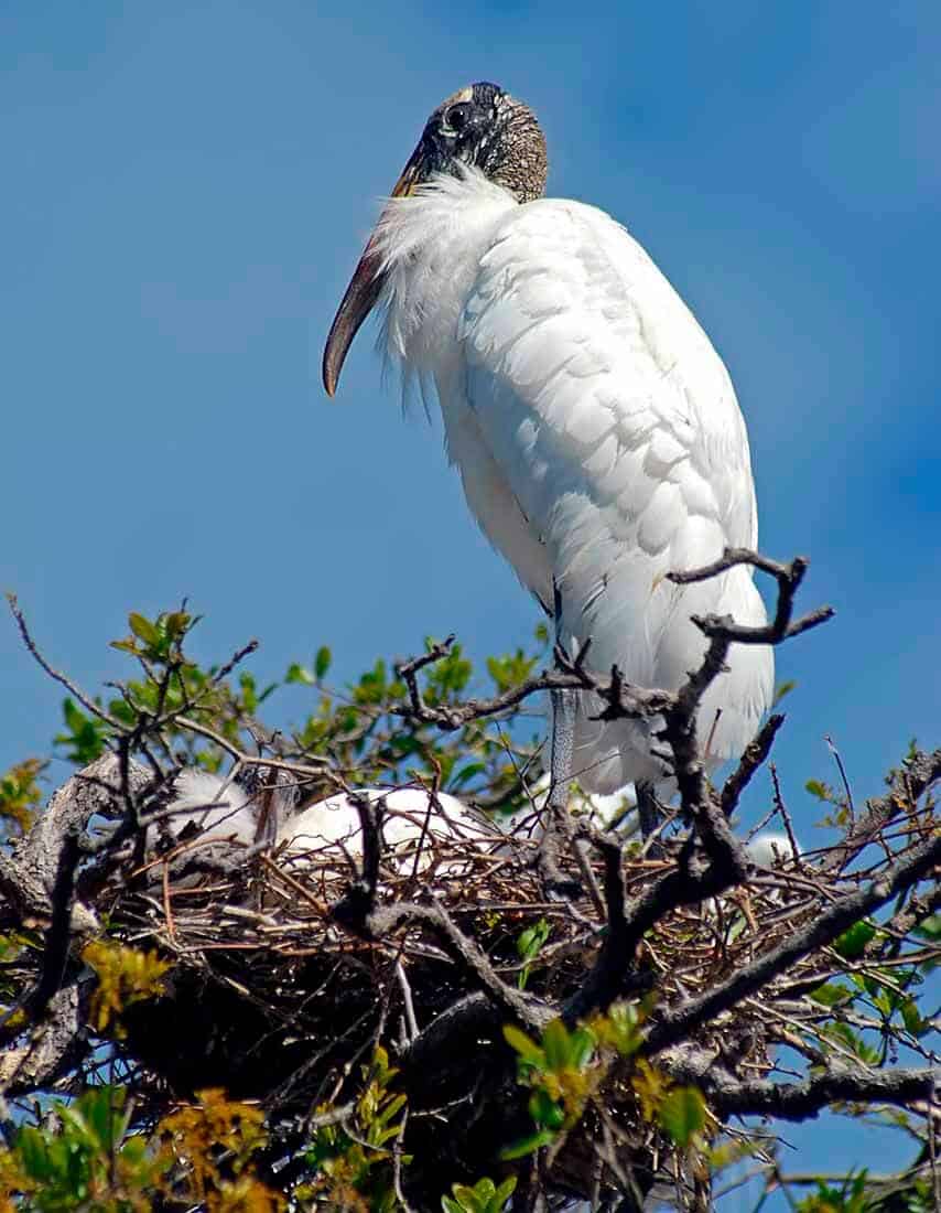 Cabeça-seca: veja as curiosidades, habitat, características e hábitos 7 ave cabeça seca