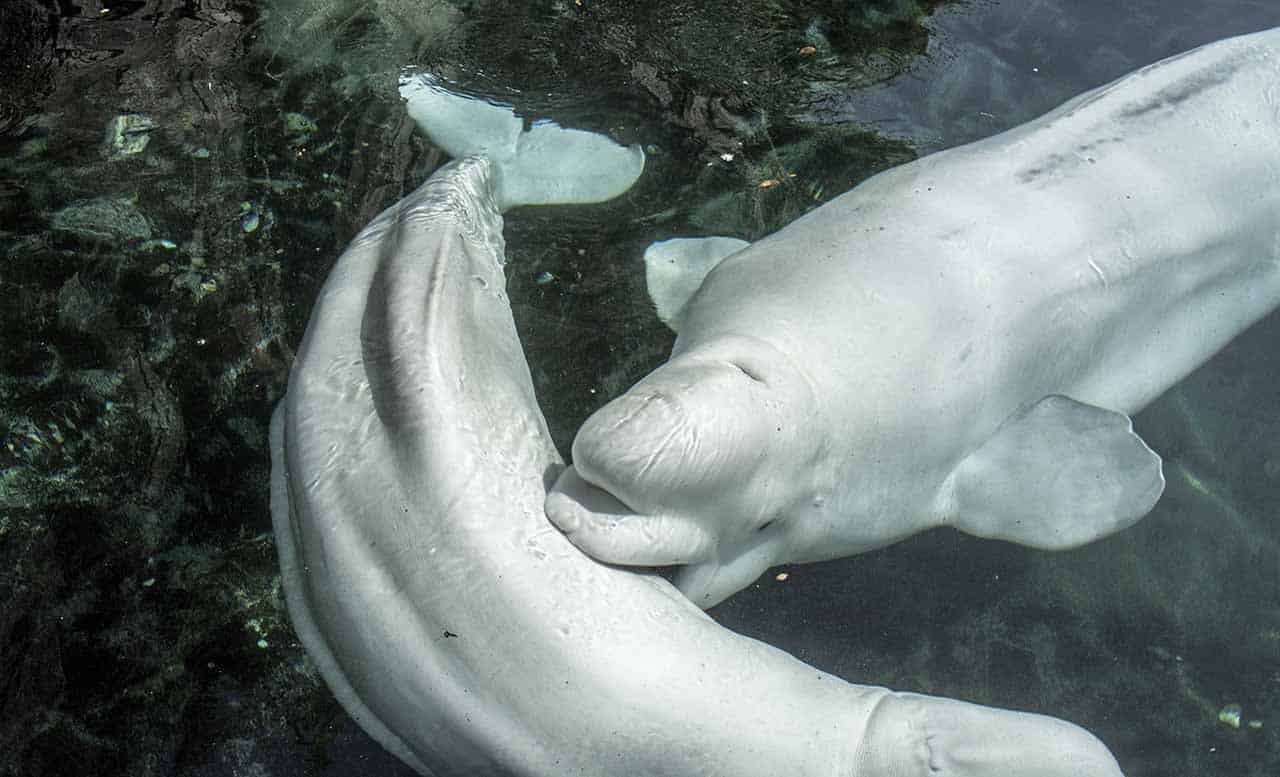 casal de baleia branca