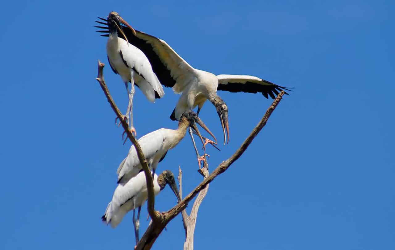 Cabeça-seca: veja as curiosidades, habitat, características e hábitos 8 cabeça seca