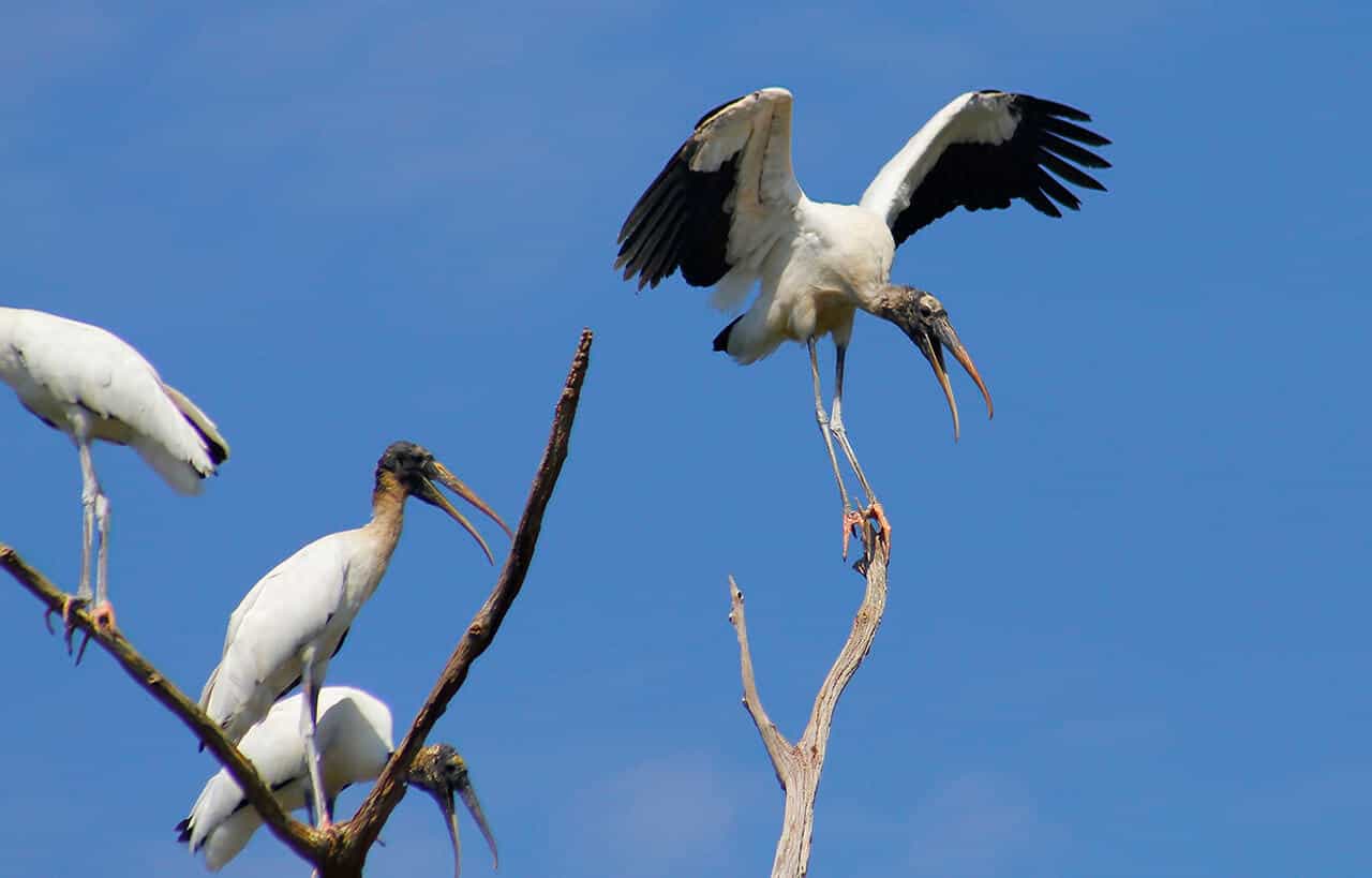 Cabeça-seca: veja as curiosidades, habitat, características e hábitos 6 ave cabeça-seca