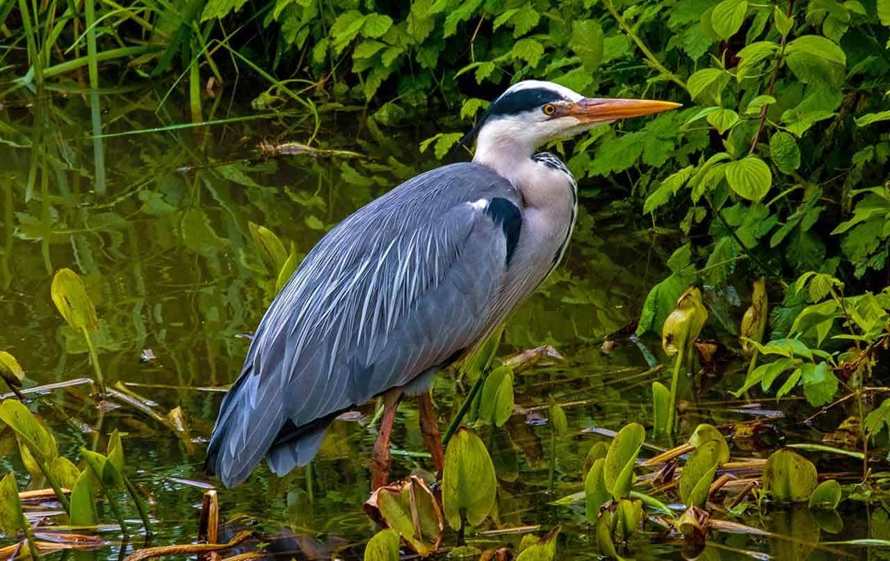 Garça-moura: reprodução, alimentação, locomoção e onde encontrar 6 garça moura