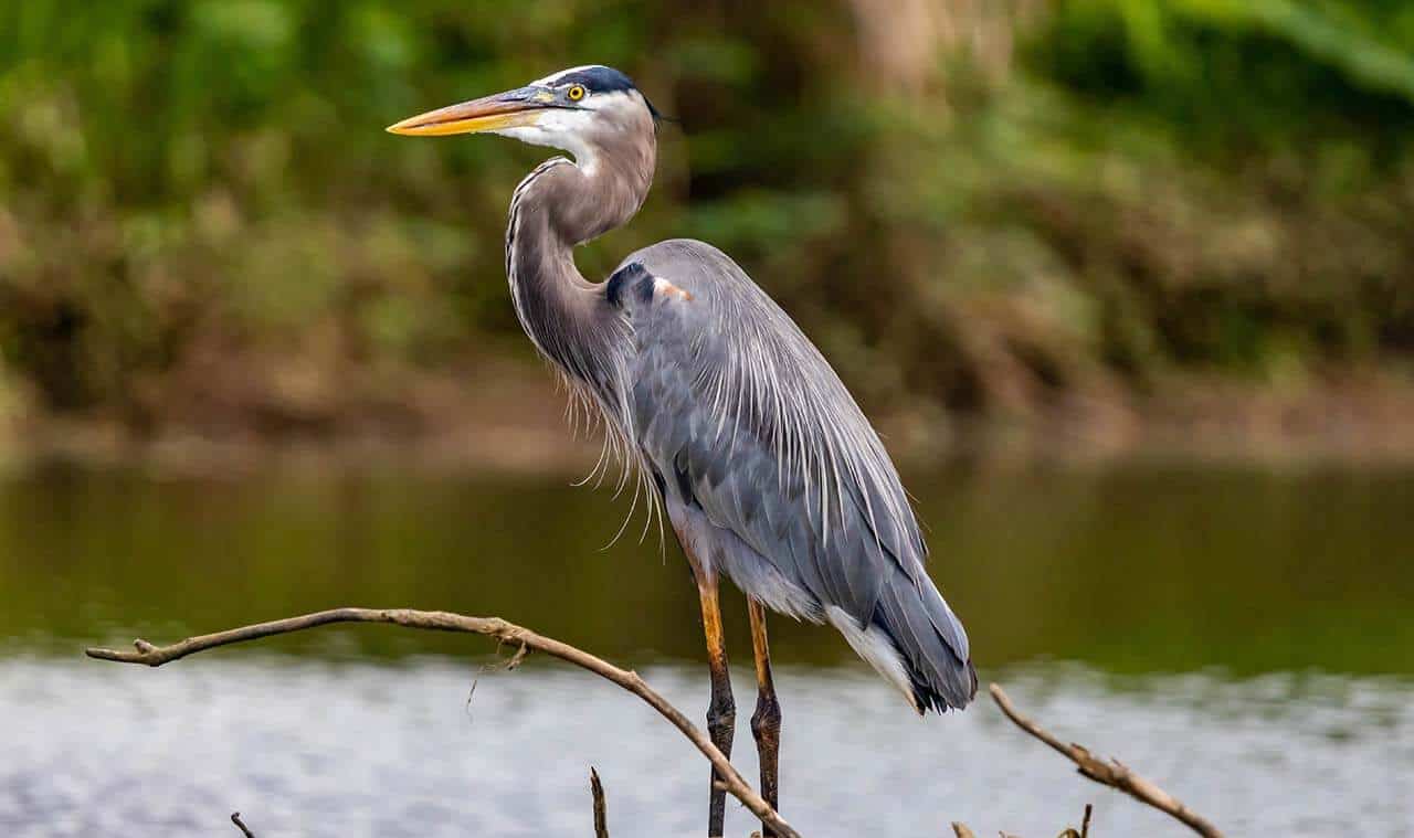 Garça-moura: reprodução, alimentação, locomoção e onde encontrar 5 garça-moura