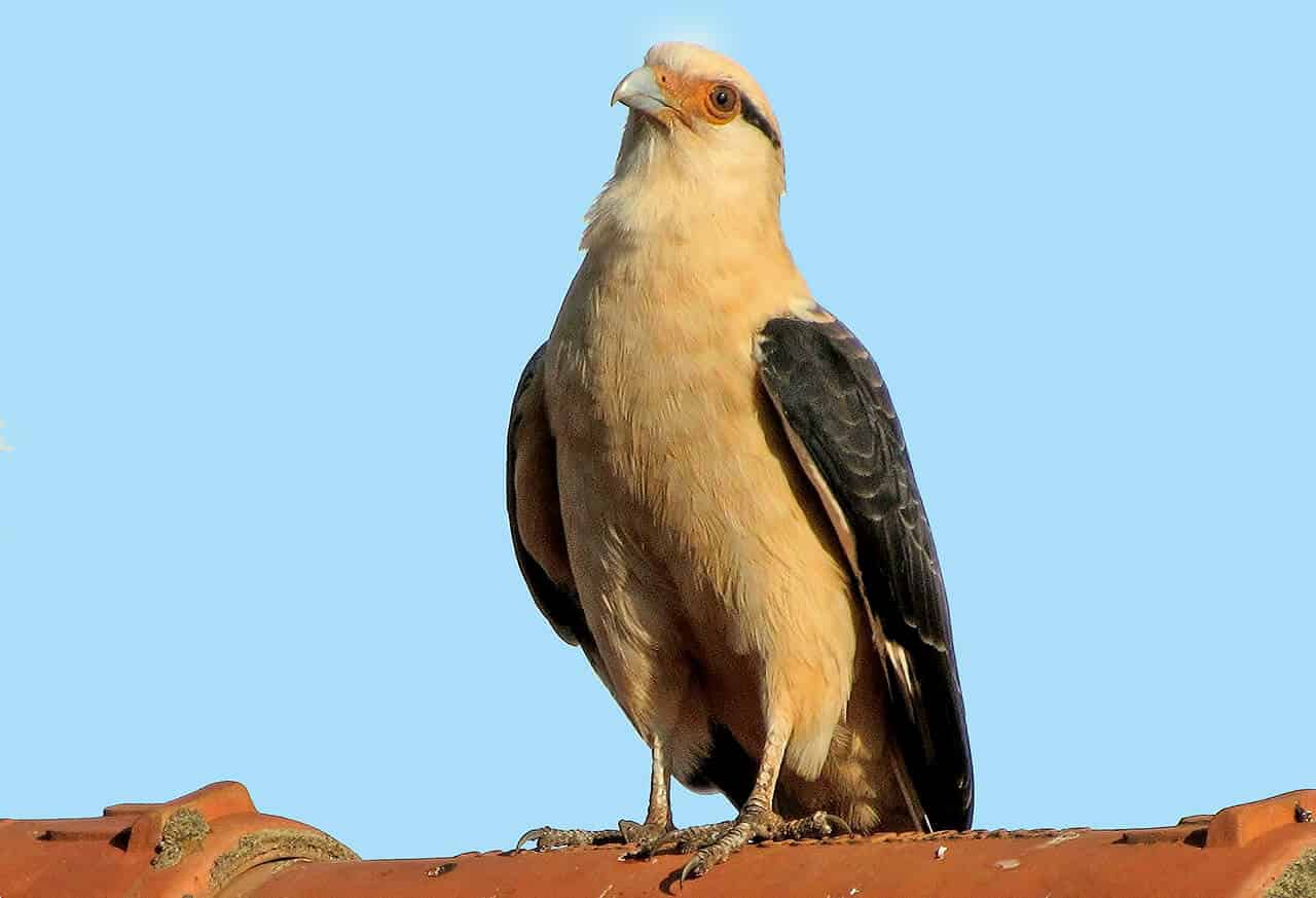 Gavião-carrapateiro: alimentação, reprodução, subespécies e habitat 5 gavião-carrapateiro