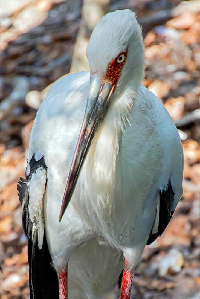 Maguari Stork 