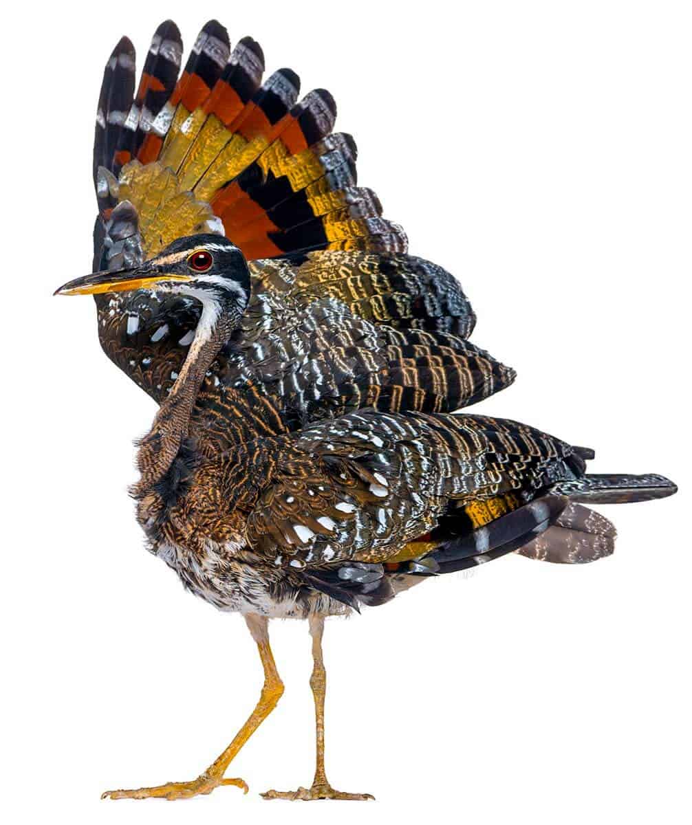 Pavãozinho-do-pará: subespécies, características, alimentação, habitat 7 Pavãozinho-do-pará