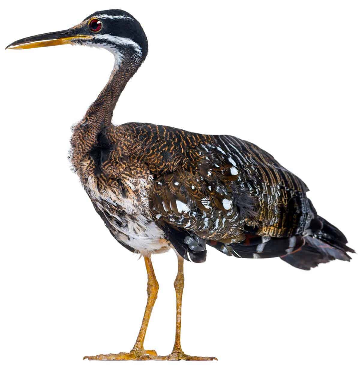 Pavãozinho-do-pará: subespécies, características, alimentação, habitat 8 Pavãozinho do Pará