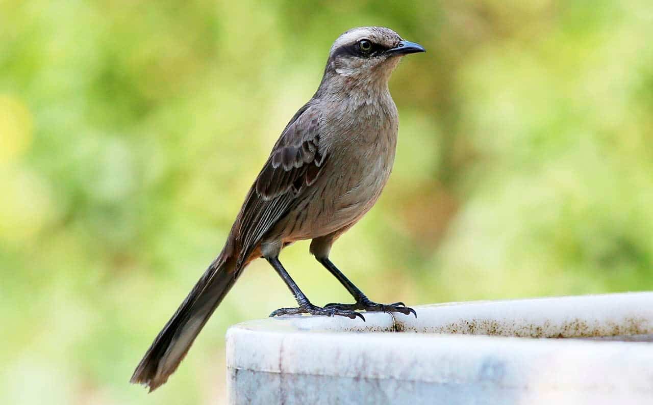 Sabiá-do-campo: características, alimentação, reprodução, curiosidades 6 sabiá do campo Mimus saturninus