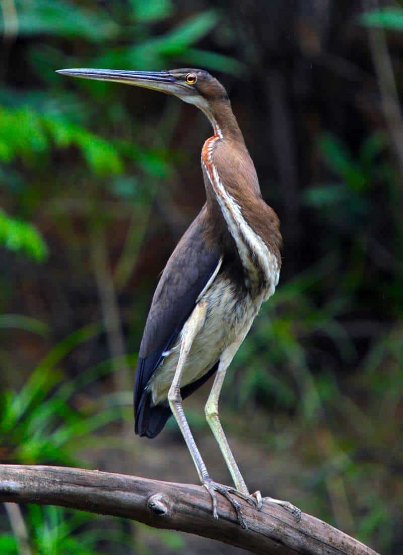 Socó-boi: características, alimentação, reprodução e seu habitat 6 Socó Boi