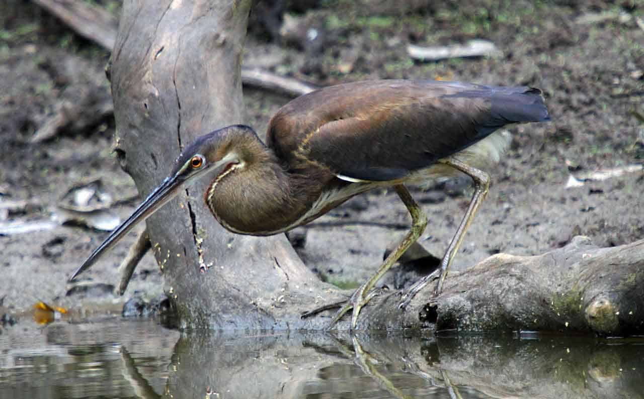 Socó-boi: características, alimentação, reprodução e seu habitat 5 socó-boi Rufescent Tiger-Heron
