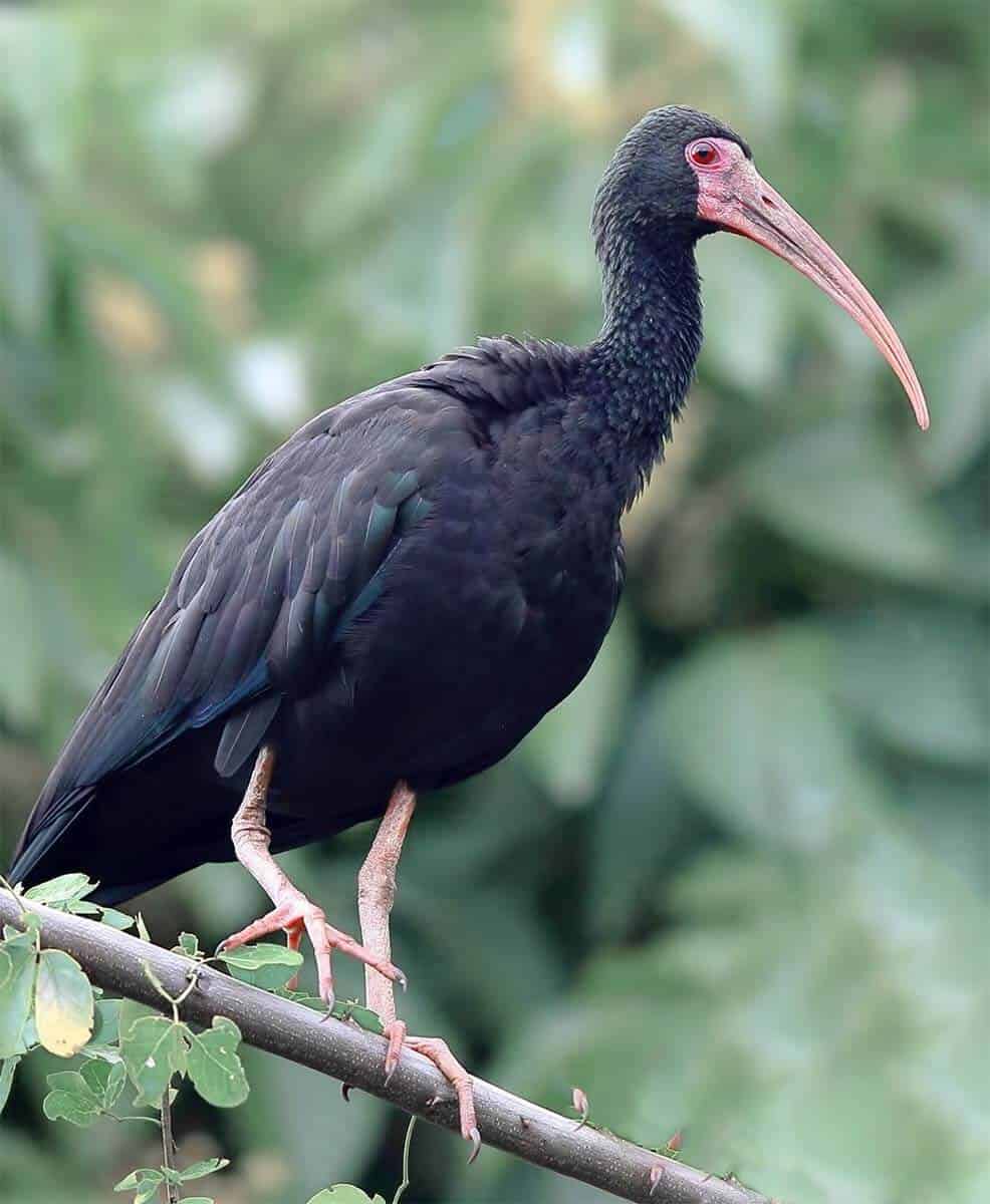 Tapicuru: características, alimentação, reprodução e as curiosidades 6 tapicuru phimosus infuscatus