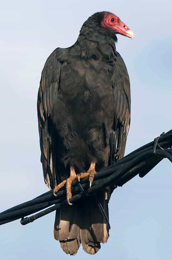 Urubu-de-cabeça-vermelha: característica, alimentação e sua reprodução 8 Urubu de Cabeça Vermelha