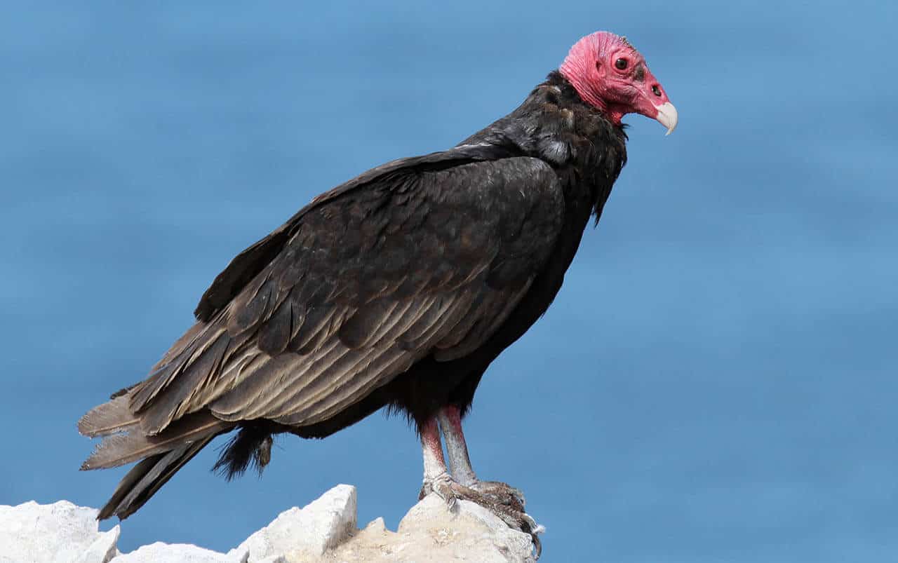 Urubu-de-cabeça-vermelha: característica, alimentação e sua reprodução 6 urubu-de-cabeça-vermelha