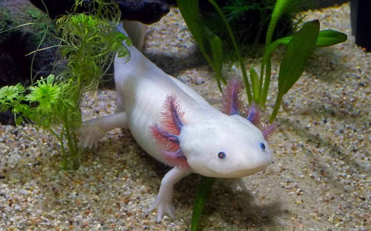 Axolote: características, alimentação, regeneração e suas curiosidades 7 axolote no fundo do aquário