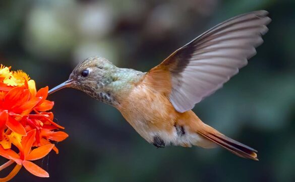 Beija-flor: características, alimentação e suas curiosidades
