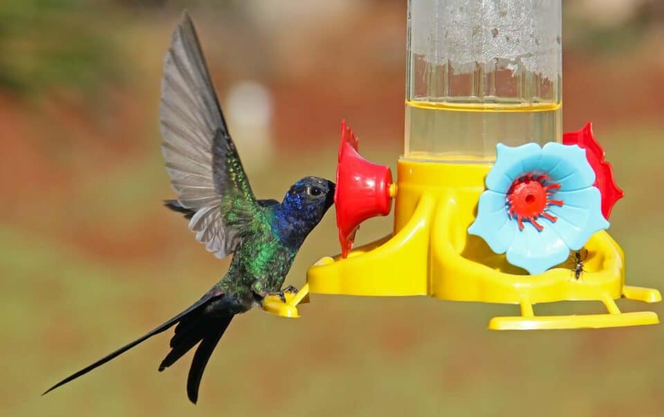 Beija-flor: características, alimentação e suas curiosidades