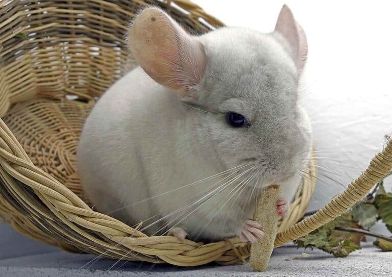 Chinchila: principais cuidados, o que pode comer e seu valor