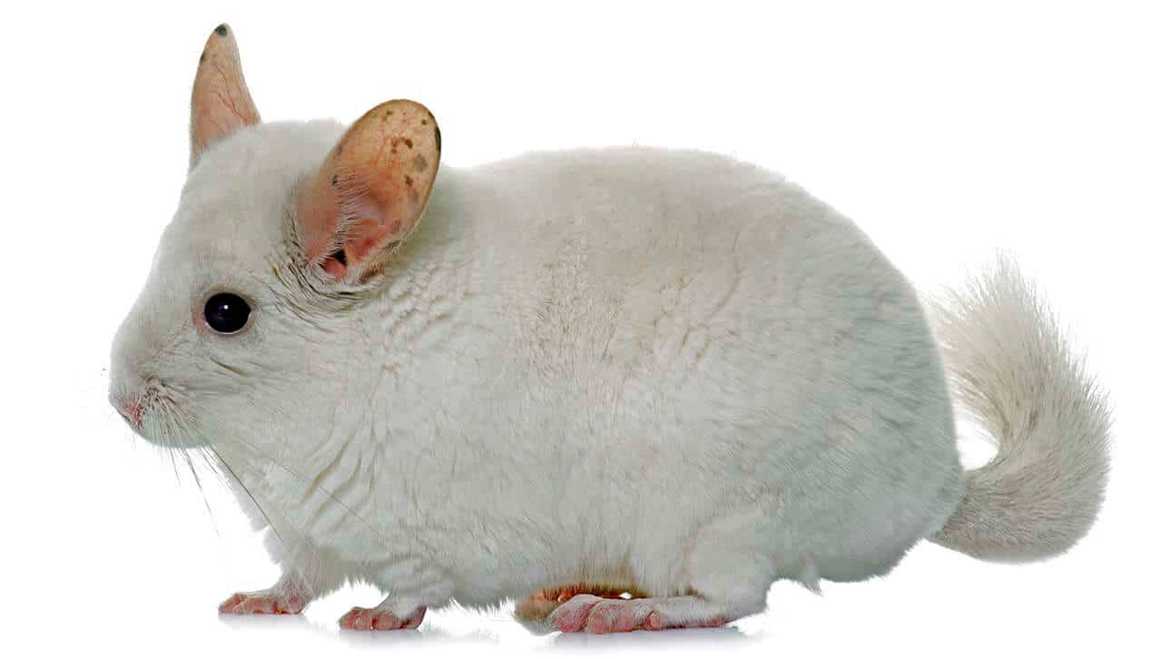 chinchilla