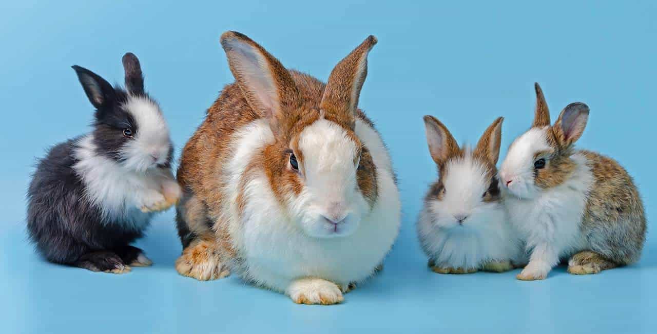 filhotes de coelhos