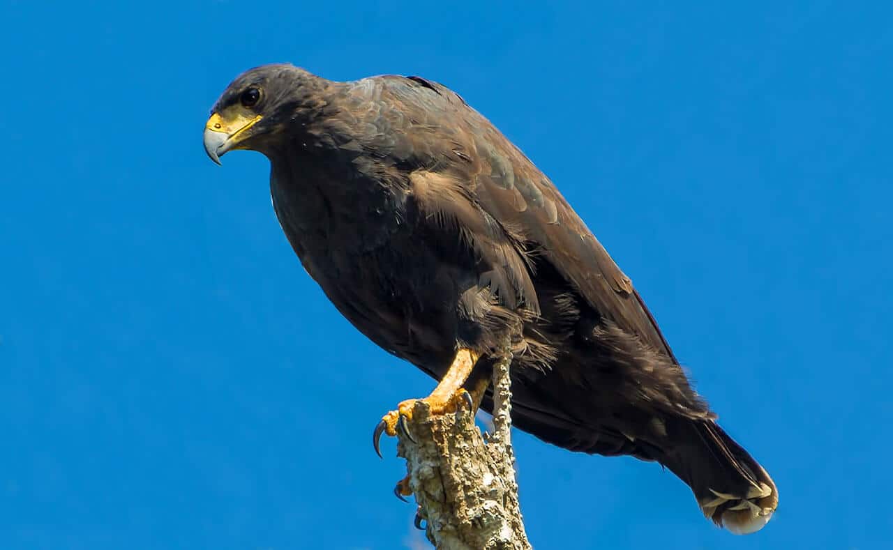 Gavião-preto: características, alimentação, reprodução e seu habitat 6 Gavião-preto