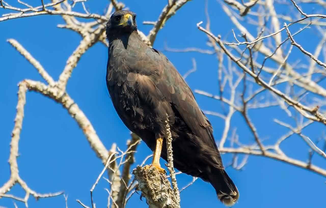 Gavião-preto: características, alimentação, reprodução e seu habitat 8 Gavião Preto