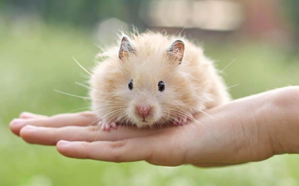 Hamster como cuidar, características, quanto tempo vive