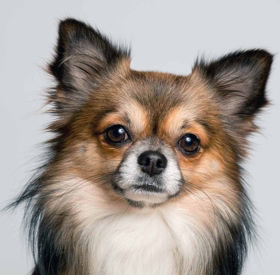 nomes para chachorros