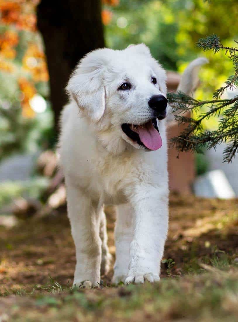 nomes para cachorros mais usados
