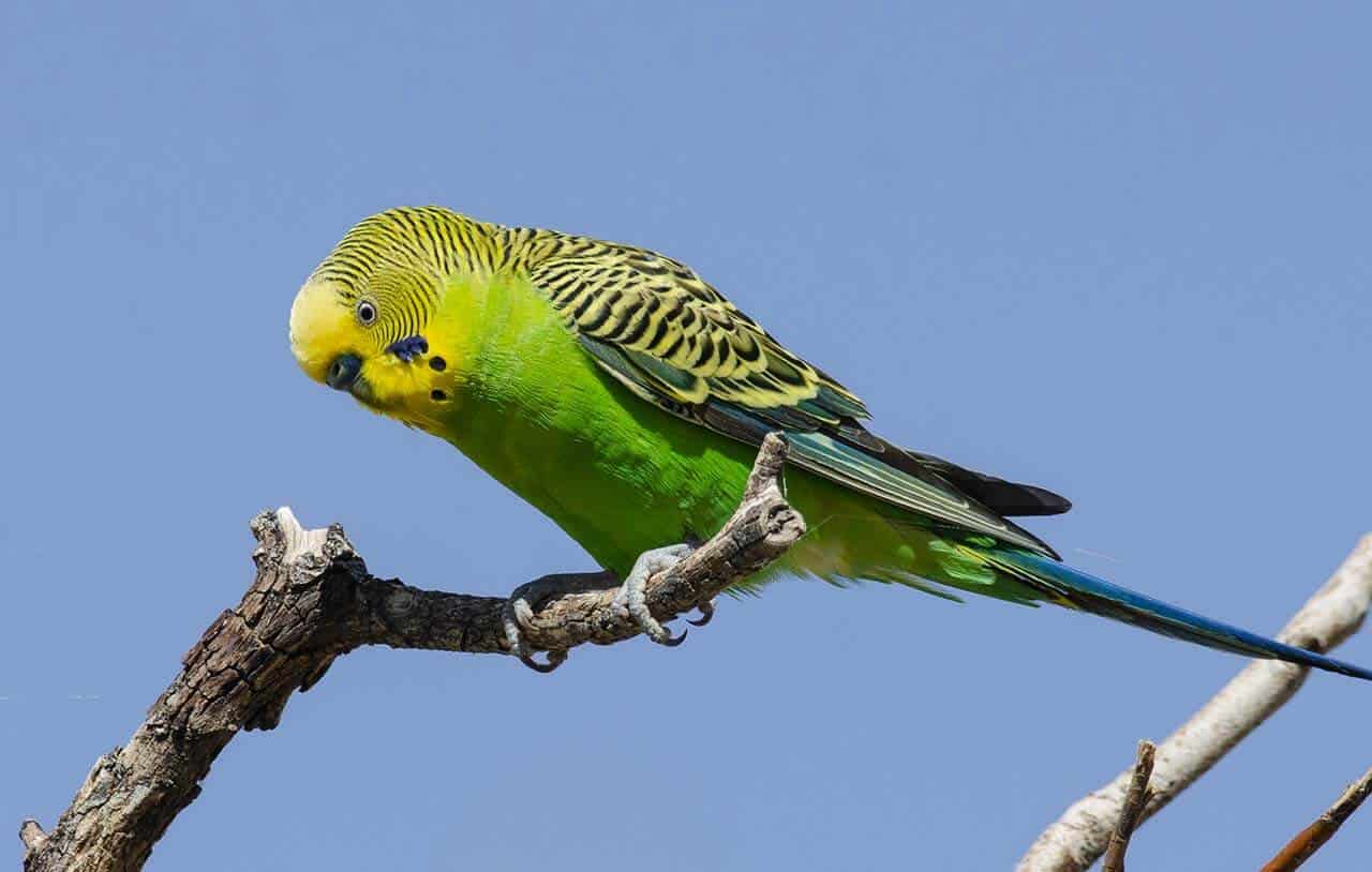 periquito pousado no galho