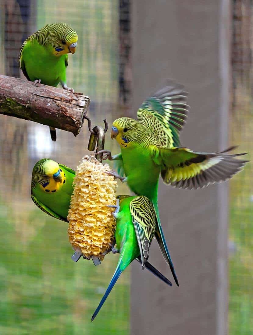 vários periquitos juntos alimentando