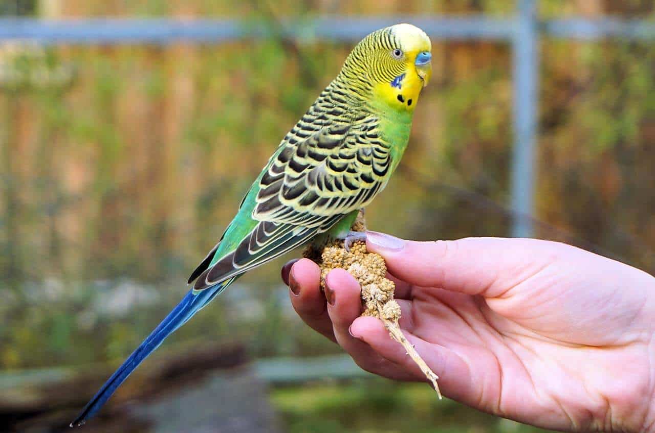 periquito na mão