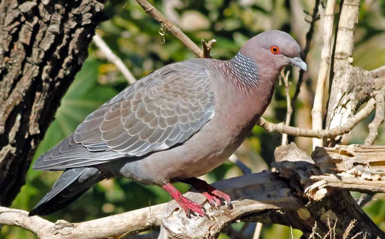Pomba Asa-branca: características, habitat, subespécies e curiosidades 6 Pomba Asa-branca