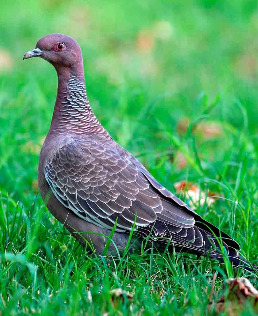 Pomba Asa-branca: características, habitat, subespécies e curiosidades 7 Pomba Asa Branca