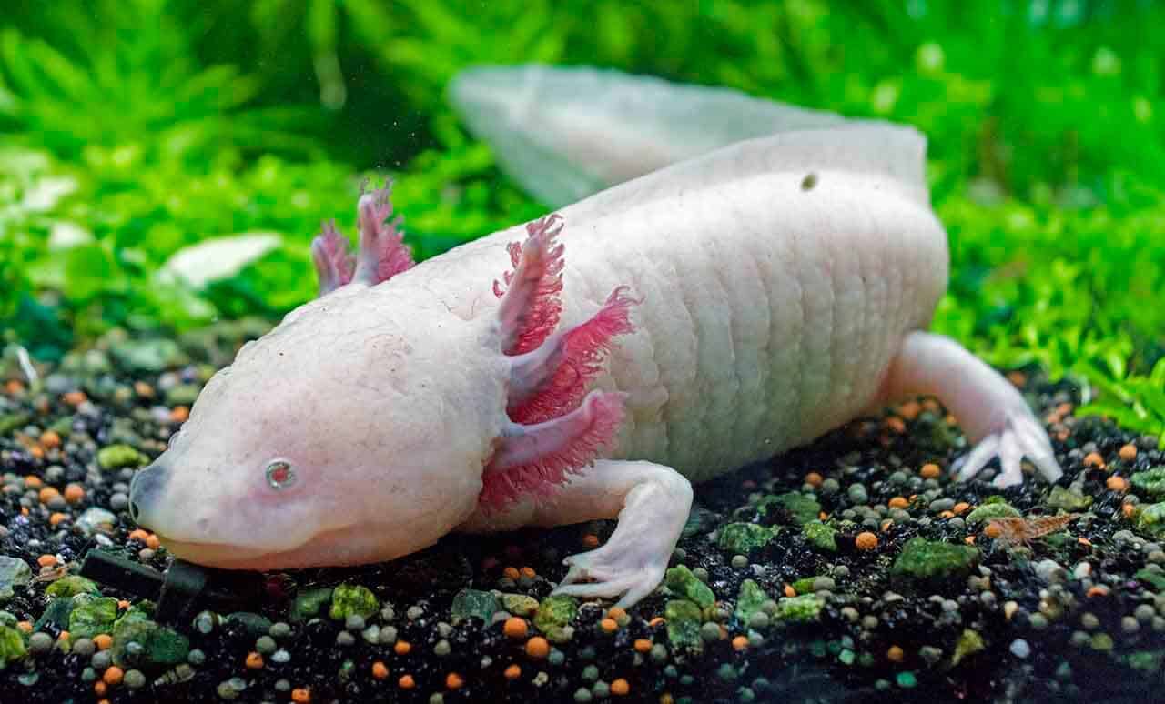 Axolote: características, alimentação, regeneração e suas curiosidades 9 axolete